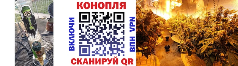 Конопля сатива  Ржев 